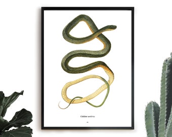 Snake - Vintage Animal Print - Snake Digital Print