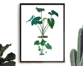 Philodendron Collage - Vintage botanischen Druck - Philodendron Digitaldruck