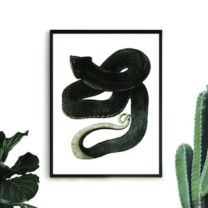Black Snake - Vintage Animal Print - Snake Digital Print