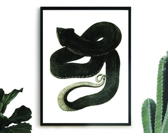 Black Snake - Vintage Animal Print - Snake Digital Print