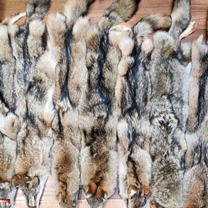 Tanned Dark Coyote Pelt #1 grade (Size XL)