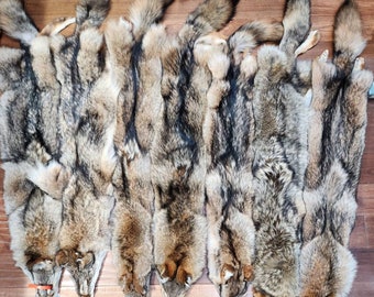 Tanned Dark Coyote Pelt #1 grade (Size XL)