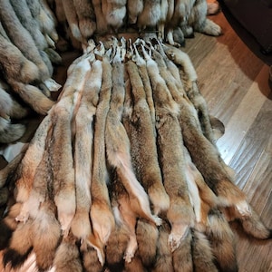 Tanned Midwestern Coyote Pelt #1 grade (Size 2XL)