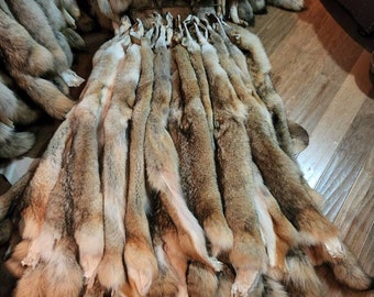 Tanned Midwestern Coyote Pelt #1 grade (Size L / XL)