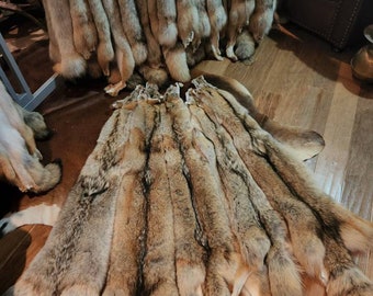 Tanned Western Semiheavy Pale Coyote Pelt (Size  L / XL)