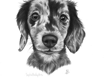 Custom pet portrait, graphite drawing