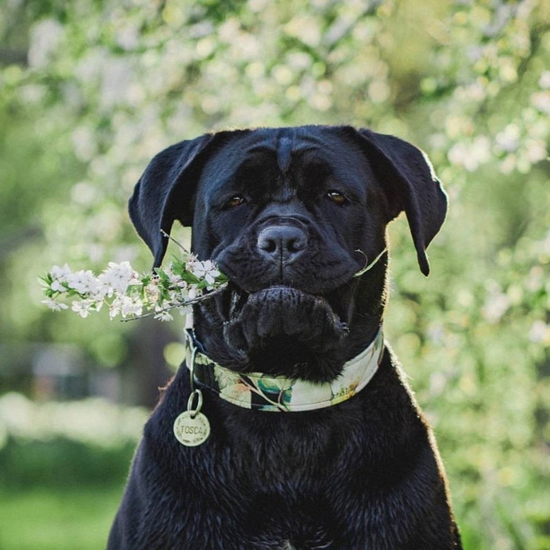 Fly Away ID Tag Name tag for dog Handstamped Pet ID Etsy