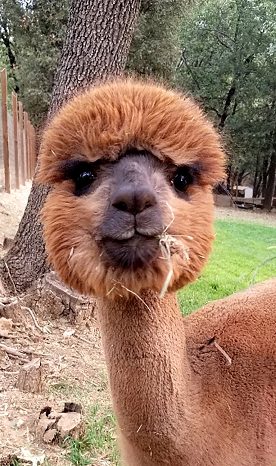 Alpaca felted dryer balls deals