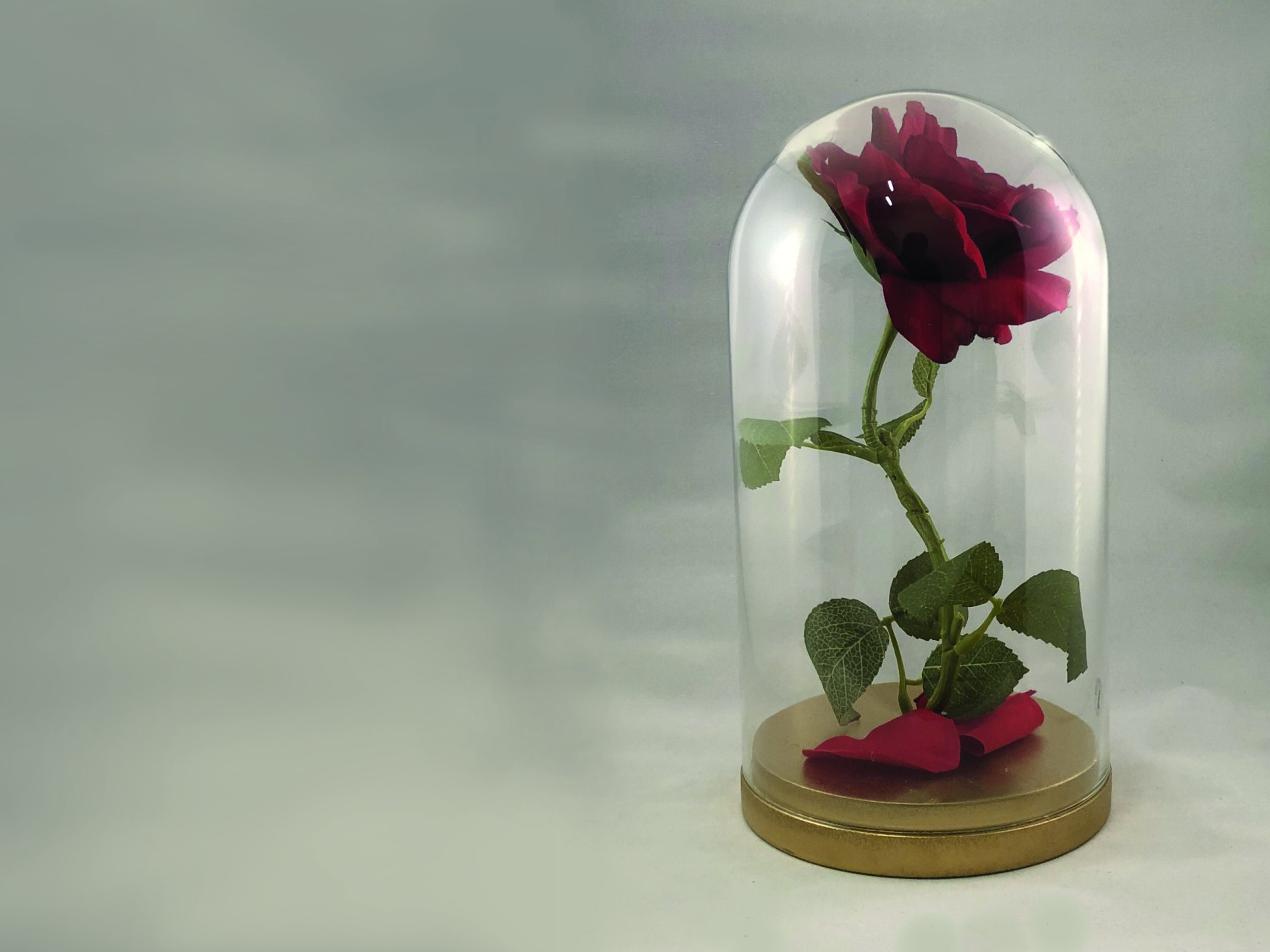 Beauty And The Beast Rose Enchanted Rose Rose In Glass Dome Etsy Beauty And The Beast Rose Enchanted Rose Rose In Glass Dome Etsy