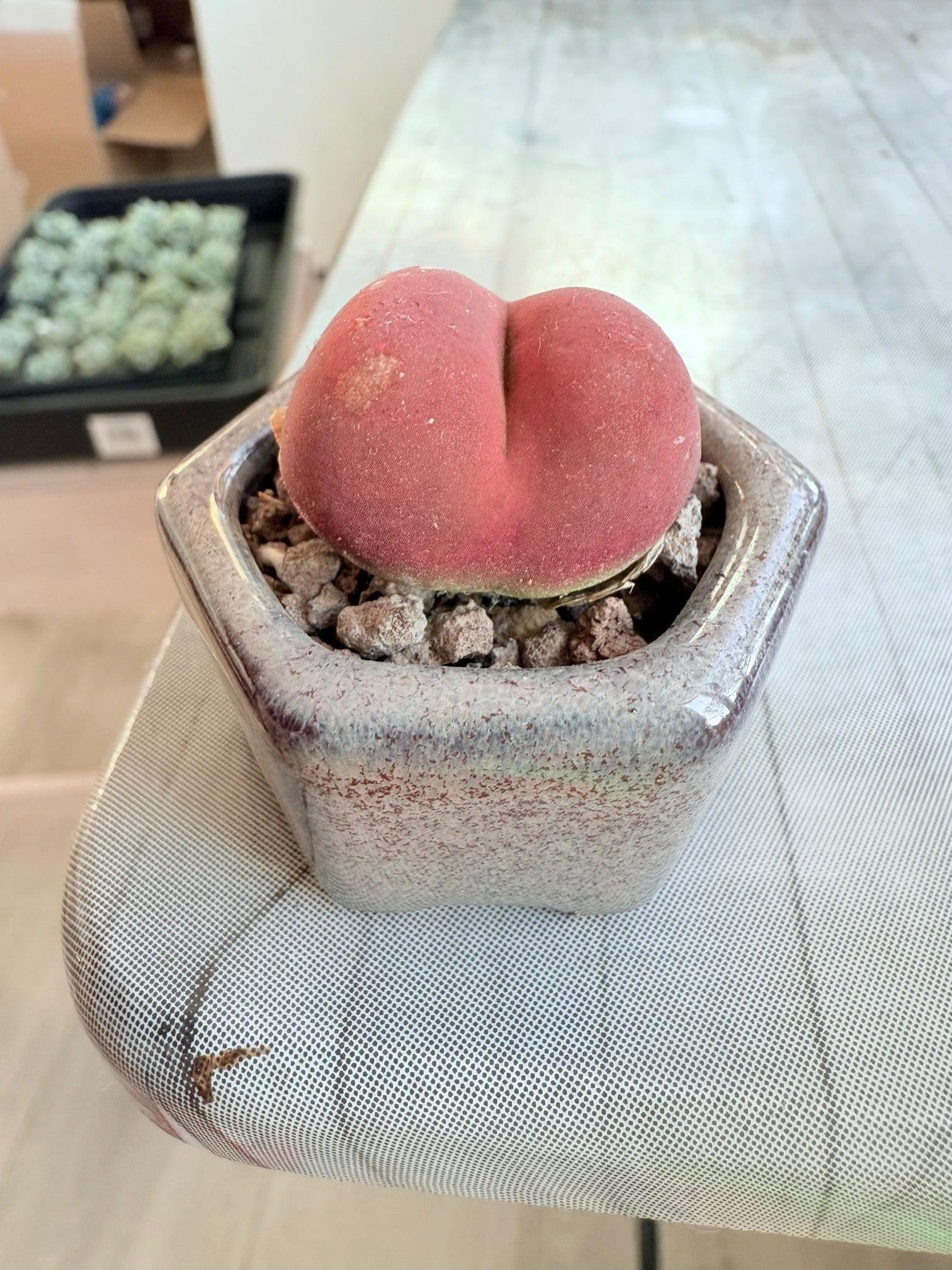 Conophytum pageae - Etsy 日本