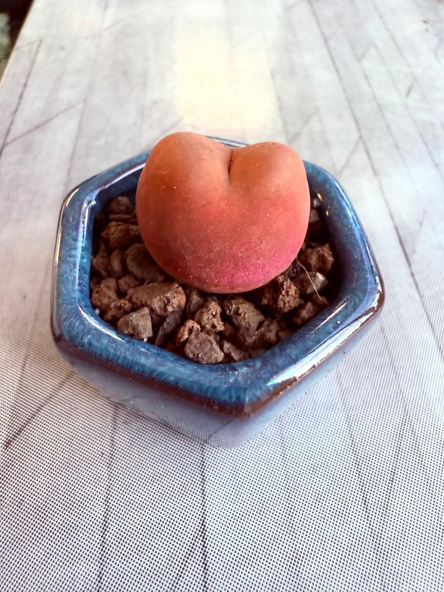 Drosanthemum - Etsy 日本