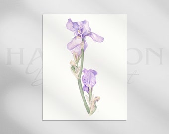 Fine Art Watercolour Bearded Iris Print | Giclee | Botanical Watercolour Print