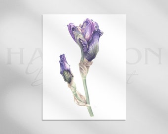 Fine Art Watercolour 'Bearded Iris - New Beginnings' Print | Giclee | Botanical Watercolour Print