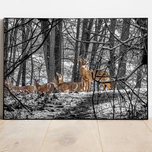 Buck County deer in snow storm, Winter Deer, Snow Deer, Bucks County Deer, Snow storm, Buck in the snow, Deer in the snow, Wildlife Prints