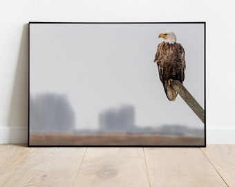 Eagle Print, Edwin B. Forsythe National Wildlife Refuge, Wildlife, Bald Eagle, Wildlife Eagle Wall Art, A.C. New Jersey, Atlantic City Photo