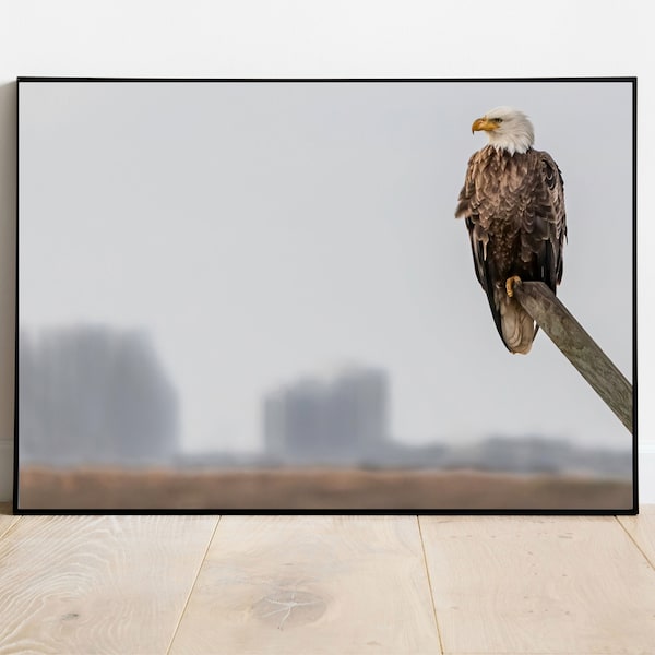 Eagle Print, Edwin B. Forsythe National Wildlife Refuge, Wildlife, Bald Eagle, Wildlife Eagle Wall Art, A.C. New Jersey, Atlantic City Photo