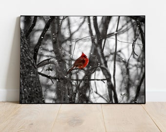 Cardinal in the Snow, Bird in the snow storm, Wintertime Cardinal, Black and White Art, Wintertime Photography, Bird Photography, Cardinal