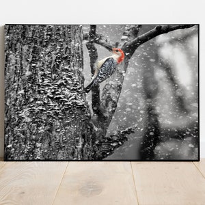 Red-Bellied Woodpecker, Wildlife Print, Woodpecker Print, Bird in the snow, Woodpecker in the snow, Bird Wall Art, Bird photo, Bird Art