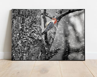 Red-Bellied Woodpecker, Wildlife Print, Woodpecker Print, Bird in the snow, Woodpecker in the snow, Bird Wall Art, Bird photo, Bird Art