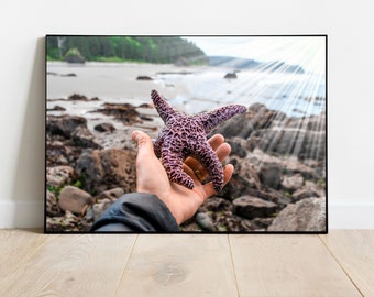 ヒトデ - ヒトデの写真 - 2nd ビーチ ヒトデ - ヒトデ - 海 - 日光 - 海の写真 - ヒトデのプリント - 海の生物 - セール