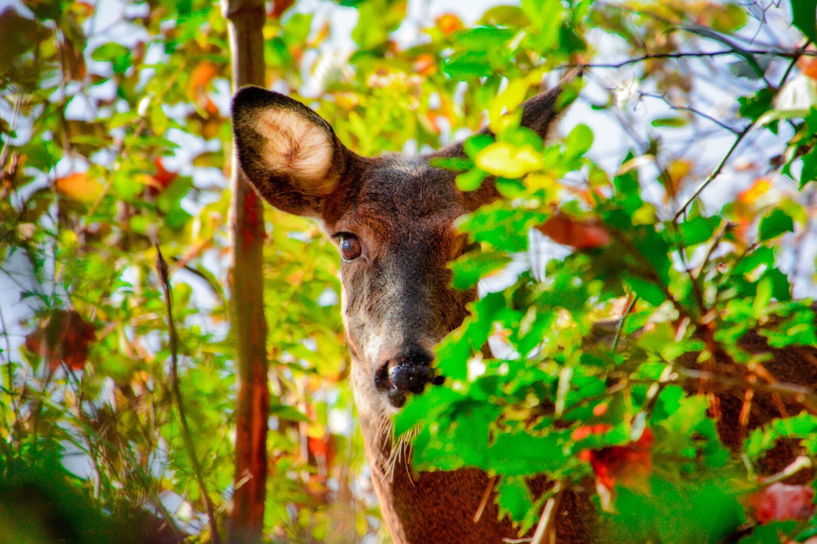 deer man of the dark woods unmasked deer man of the dark woods unmasked
