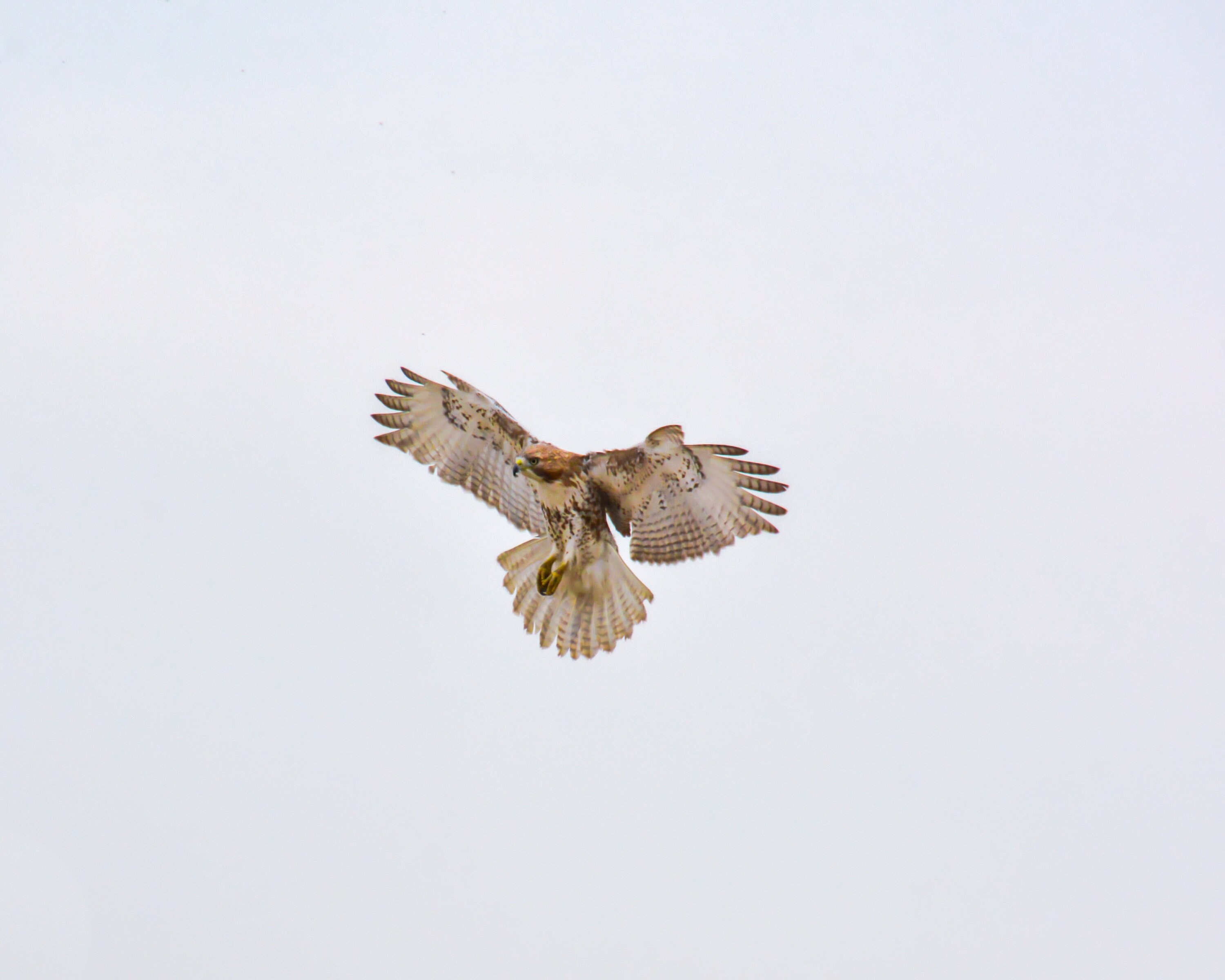 El halcón de cola roja de Jamaica (Buteo jamaicensis jamaicensis) es la  subespecie nominal del halcón de cola roja, un ave rapaz de América del  Norte. La subespecie B. j. Jamaicensis se, image size:3000x2400