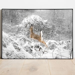 Snow Deer, Wildlife Photography, Winter Deer, Bucks County Deer, Winter Photography, Deer in Snow, Animal Print, Snow Prints, Fine Art Print