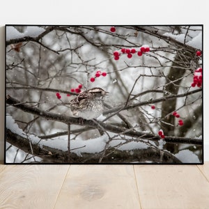 Sneeuwvogel Winterbessen, Natuurfotografie, Fine Art Print, Wildlife Print, Vogelfotografie, Volière Print, Winterfotografie, Sneeuw