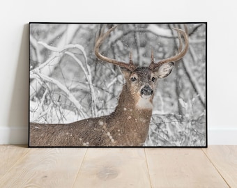 Buck Snow Print, Fine Art Wall Print, Buck Photo, Deer in Snow, Wildlife Print, Winter Snow Print, Bucks County, Photography, Wall Decor Art