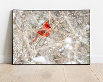 Cardinal in the Snow, Snow Bird, Wintertime Cardinal, Red Bird in the Snow, Wintertime Photography, Bird Photography, Wildlife Print