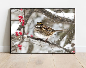 White-Throated Sparrow in the Snow, Sparrow Photography, Bird Print, Wall Art, Bird Wall Print, Aviary Print, Bird Photo, Sparrow Photo