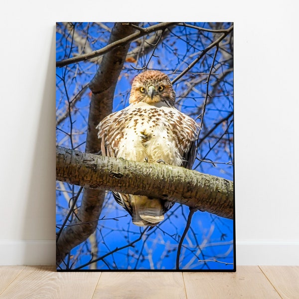 Red tailed hawk print, Bird of prey photography, Hawk print, Wildlife print, Bird print, Raptor print, Aviary photography, Bucks County