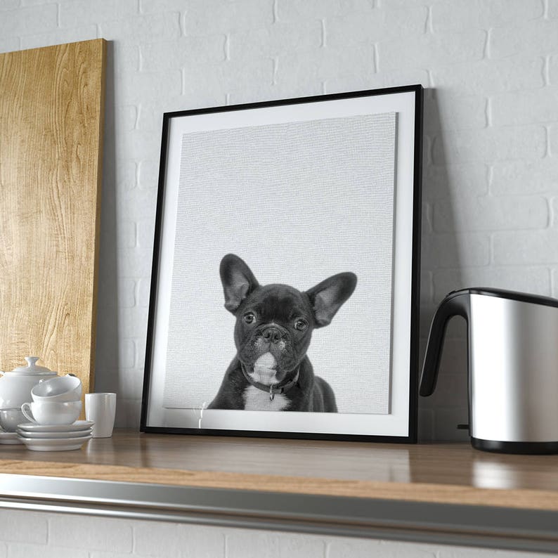 38 French Bulldog Bedroom Decor Photography