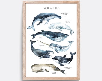 Whale Print, Types of Whales art, Educational print, Whale nursery print, Bathroom wall decor, Living room art, Whale species art