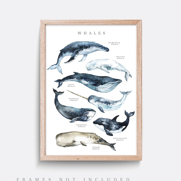 Whale Species Art Print: Educational Wall Decor