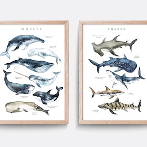 Shark Print, Types of Sharks art, Educational print, Whale nursery print, Bathroom wall decor, Living room art, Shark species art