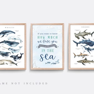 Nautical wall art, Set of 3 prints, Whale wall art, Kid bedroom art, Baby nursery decor, Shark wall art, Whale print, Types of Whale print