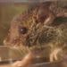 Fuzzy Mouse