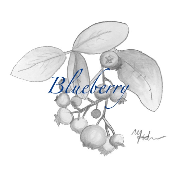 Blueberry Sketch Botanical Wall Art Home Decor DIGITAL Download Art Printable Square