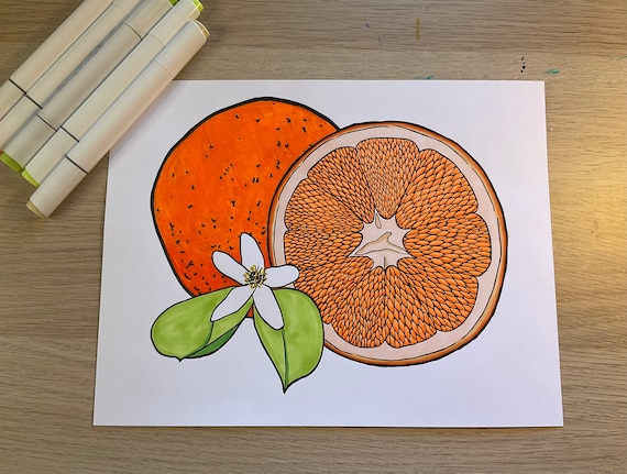 Orange Citrus Fruit Digital Download Printable Coloring Page for all ages, relax and color