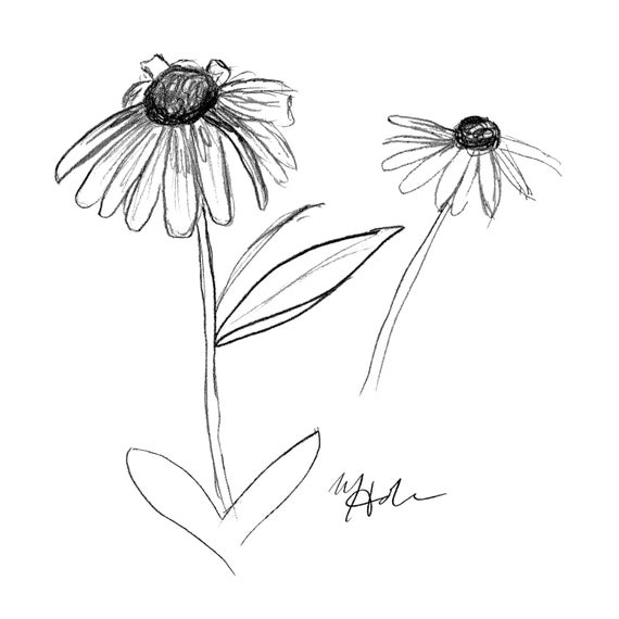 Daisy Sketch Art Printable DIGITAL Download Home Decor Wall Art Sunflower 5x5 Drawing Flower Plant Illustration Coneflower