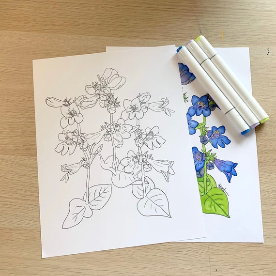 Coloring Page Printable Digital Download of Purple Blue Wild Flower Beard Tongue