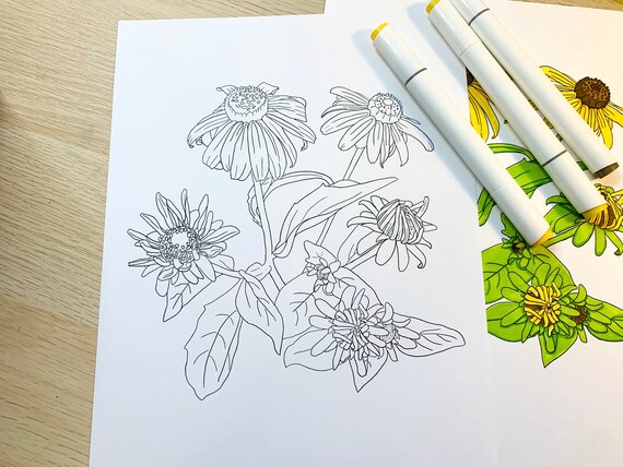 Flower Coloring Page for kids and adults, coneflower daisy, digital download pdf jpeg