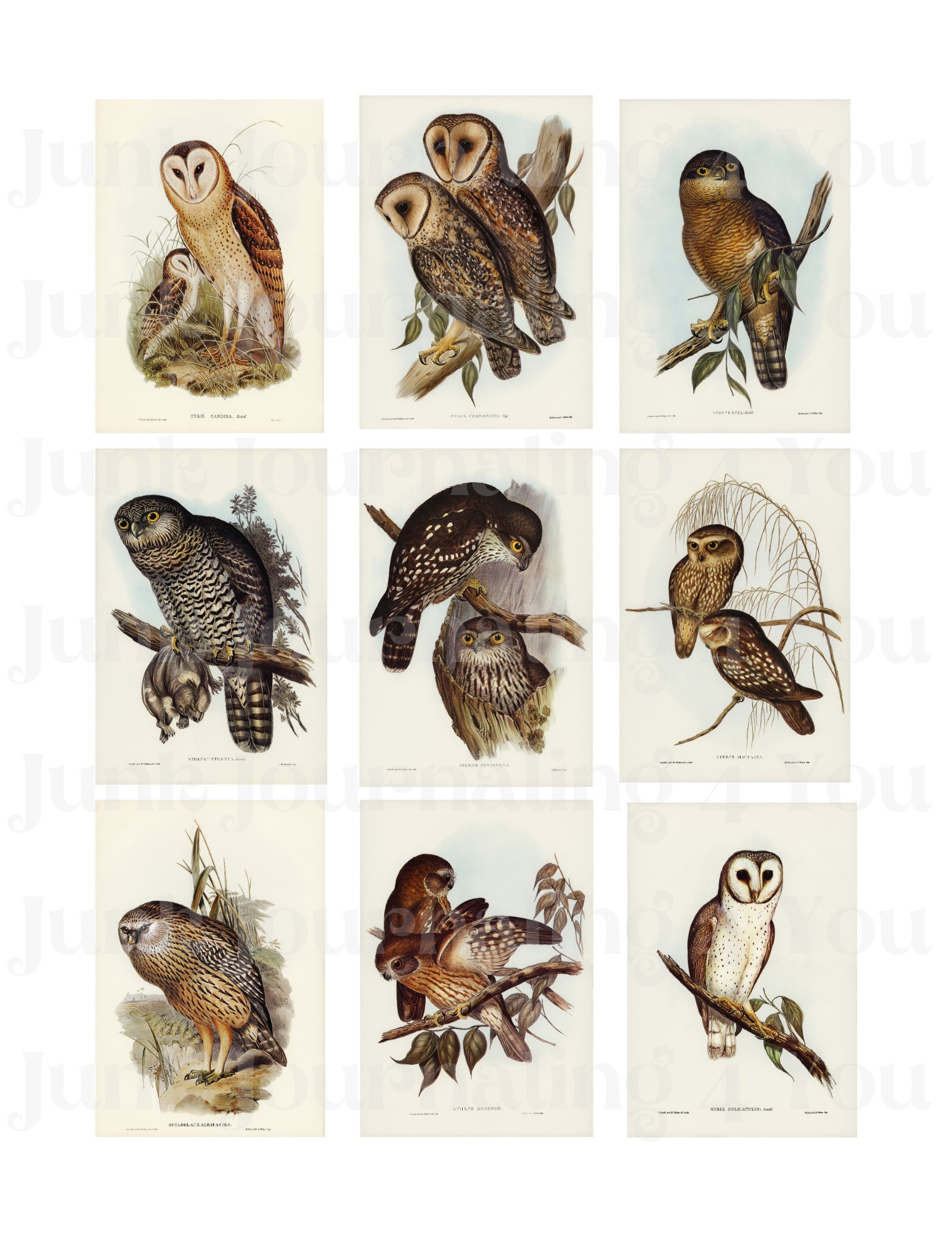 Vintage Owl Junk Journal Digital Ephemera Pack