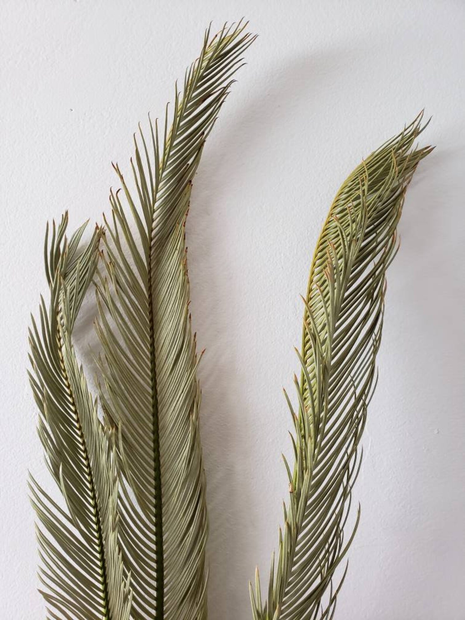 Dried Palm Fronds Dried Sago Palms Dried Palm Leaves Etsy