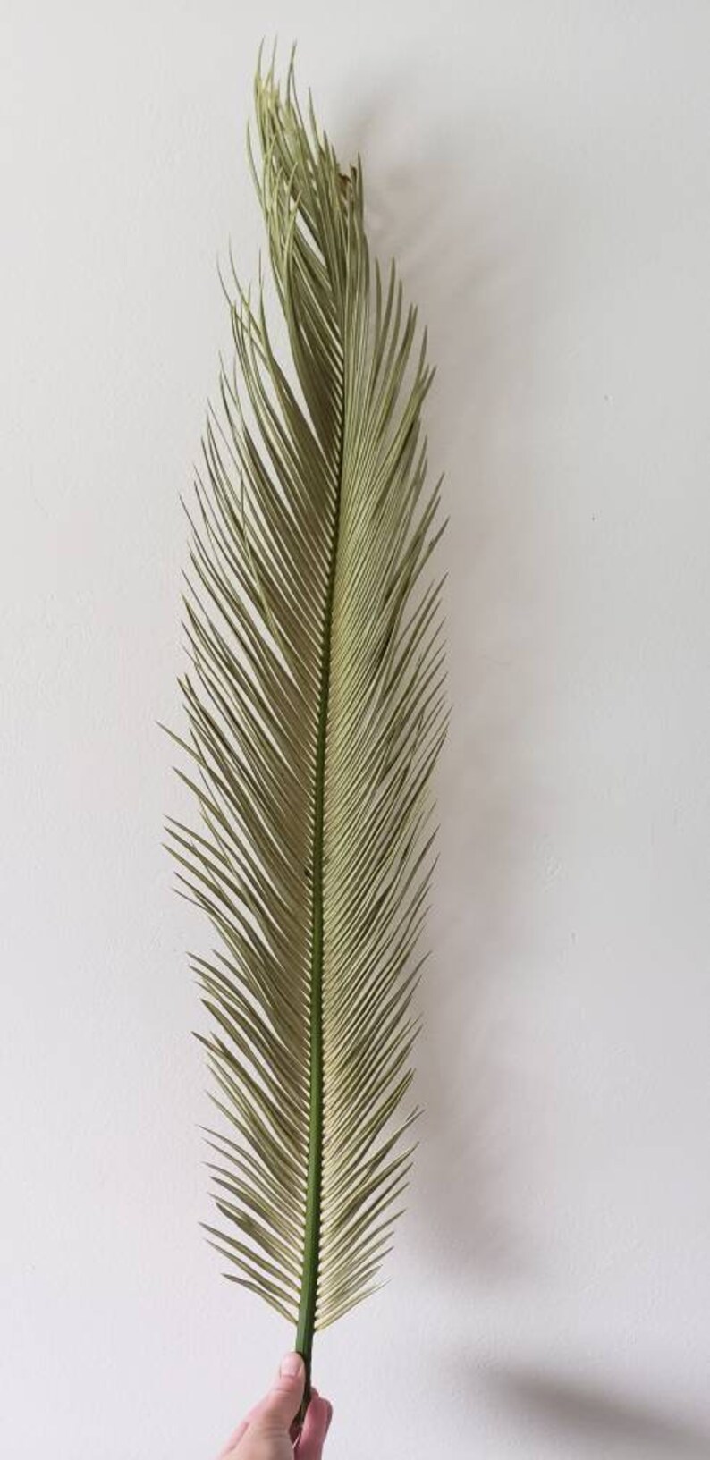 Large Dried Palm Fronds Large Dried Sago Palms Large Dried Etsy
