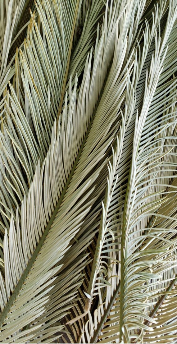 Dried Palm Fronds Dried Sago Palms Dried Palm Leaves Etsy Dried Palm Fronds Dried Sago Palms Dried Palm Leaves Etsy