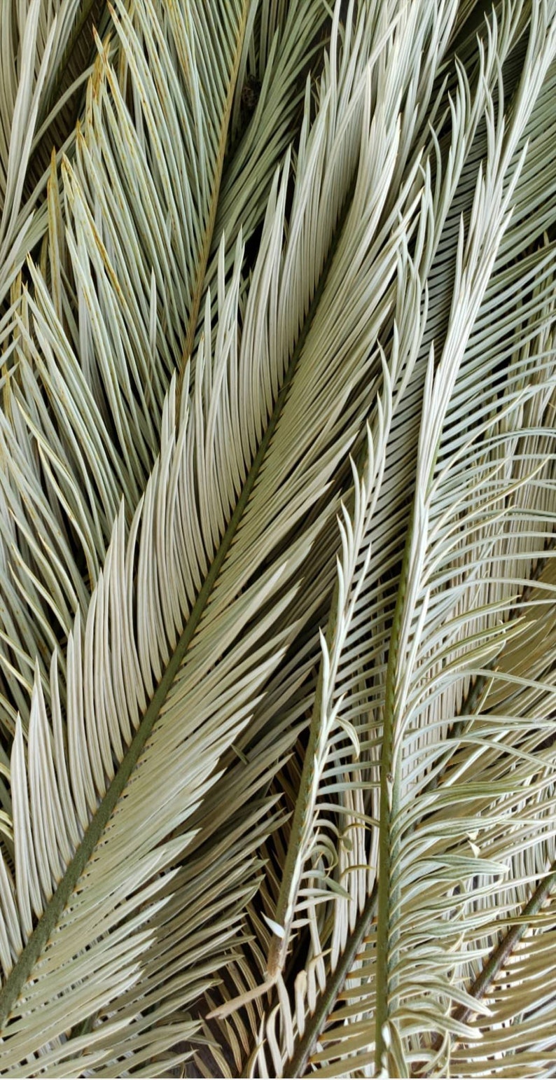 Dried Palm Fronds Dried Sago Palms Dried Palm Leaves | Etsy