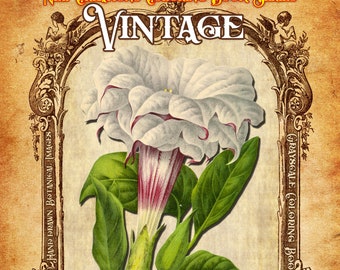 VINTAGE BOTANICALS