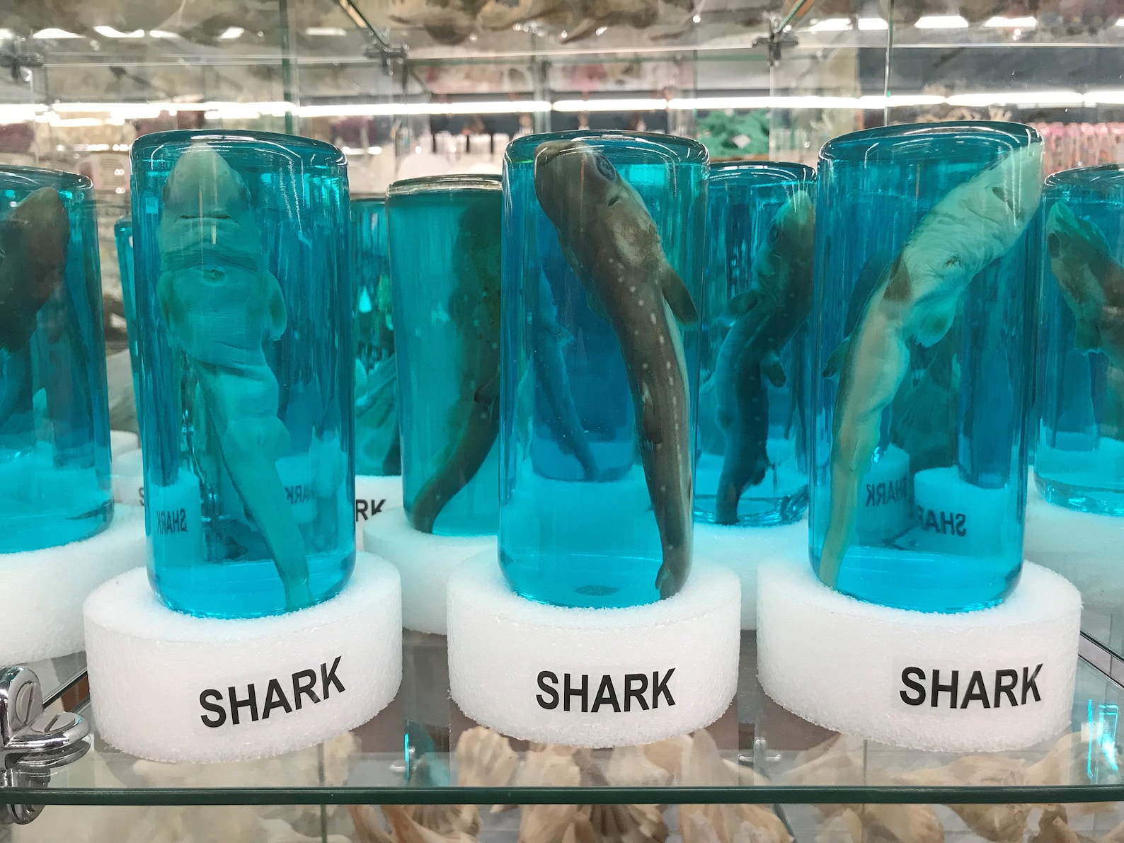 Real Shark in a Bottle Jar Taxidermy Free Shark Tooth Etsy
